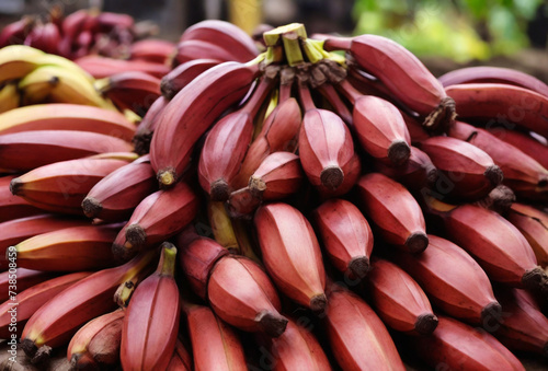 fresh red banana. group of varieties of banana with reddish-purple skin. Musa acuminata Red Dacca. photo