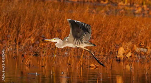 The beautiful wild grey heron taking off in the moment over the pond. The background features orange-yellow reeds. photo