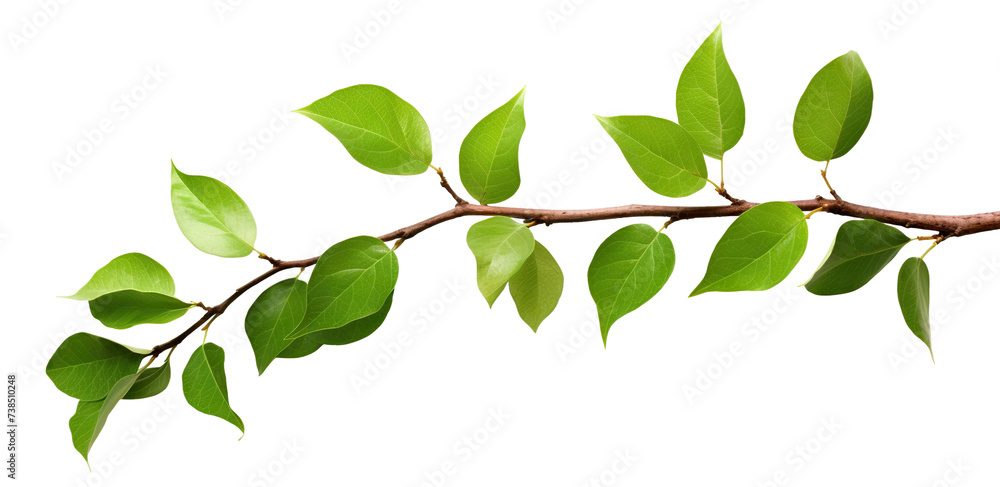 Fresh green leaves on a branch, cut out