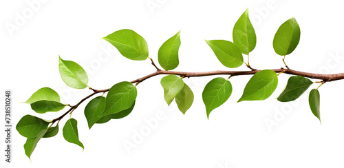 Fresh green leaves on a branch, cut out