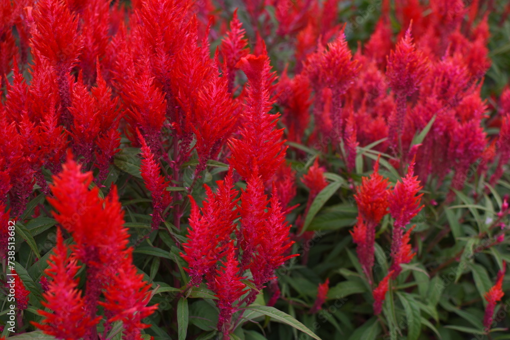 Close up red celosia argentea or bunga jengger ayam. Close up red celosia argentea or bunga jengger ayam.