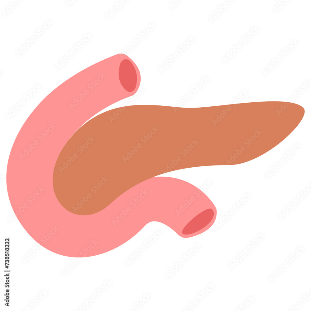 Human Organ Illustration Human Organ Illustration