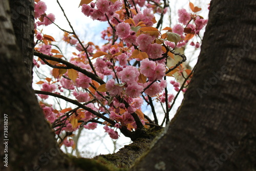 Cherry blossoms in spring time in Brussels, Belgium. Fresh pink cherry blossoms seen between tree trunks