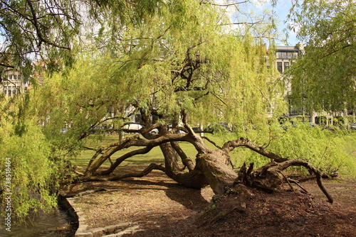 Fallen willow tree in spring growing sideways on the ground by a pond with branches dipping into the water in spring time (Ixelles Pond, Brussels, Belgium)