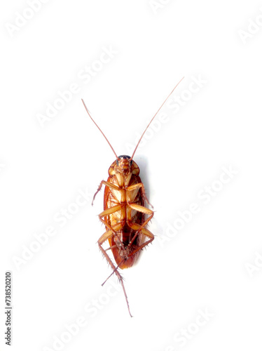cockroach on white © Kuntoyo