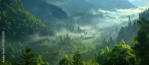 In the misty morning, a fresh green atmosphere surrounds the valley's pine forest.