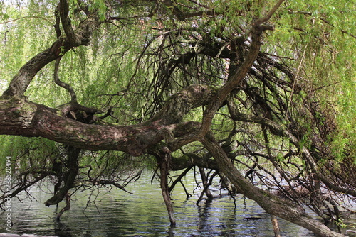 Willow tree in spring growing out over a pond with branches dipping into the water in spring time (Ixelles Pond, Brussels, Belgium)