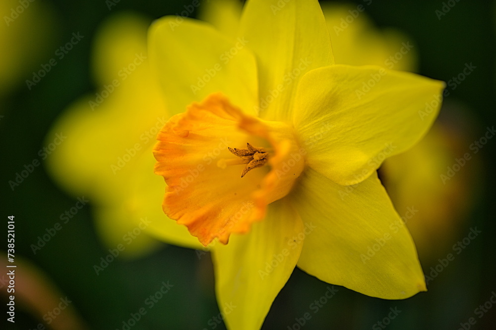 冬から春にかけて街角の花壇には黄色や白いスイセン咲きます 冬から春にかけて街角の花壇には黄色や白いスイセン咲きます
