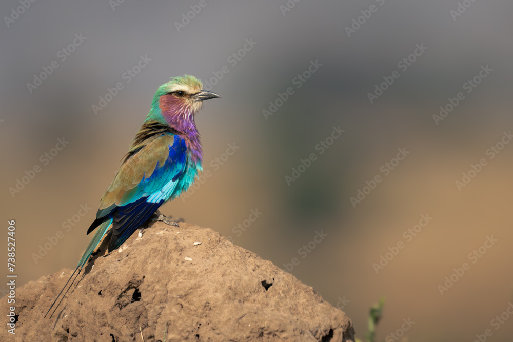 Obraz premium Lilac-breasted roller on termite mound in profile