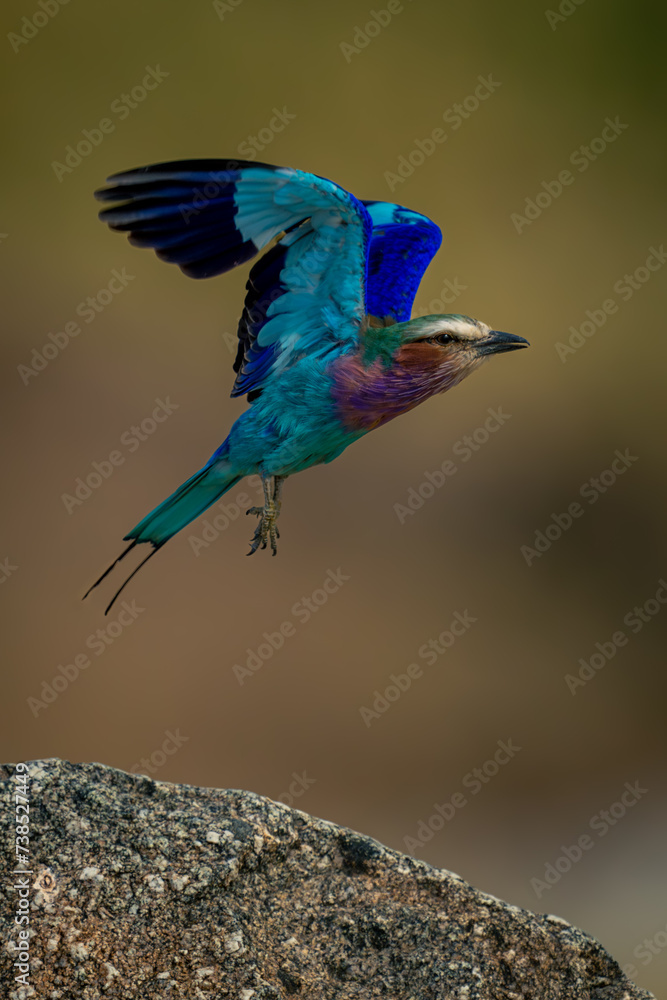 Fototapeta premium Lilac-breasted roller takes off from rough boulder
