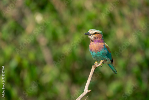 Lilac-breasted roller on dead branch eyes camera