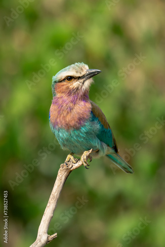 Lilac-breasted roller turning head on dead branch © Nick Dale