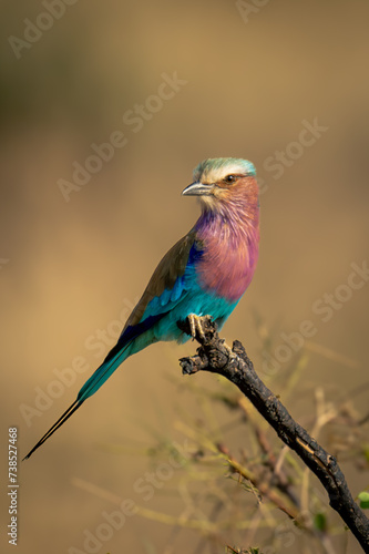 Lilac-breasted roller watches camera from dead twig © Nick Dale