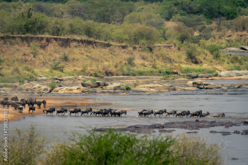 Line of blue wildebeest cross shallow stream