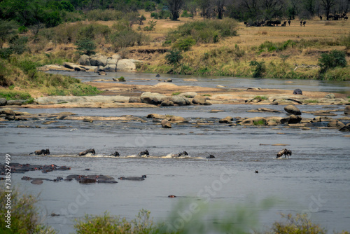 Line of blue wildebeest swimming across river
