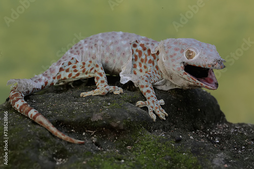 A tokay gecko is undergoing a period of molting. This reptile has the scientific name Gekko gecko.
