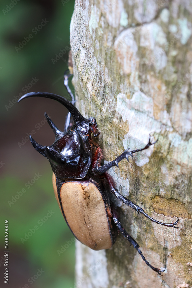 selective focus the head of a large black five-horned beetle perched on a tree During the winter in Chiang Mai, Thailand selective focus the head of a large black five-horned beetle perched on a tree During the winter in Chiang Mai, Thailand