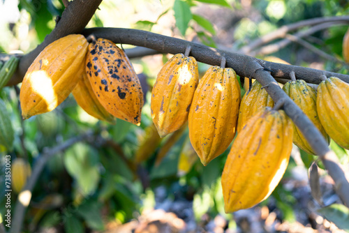 selective focus yellow cocoa fruit The many cacao fruits on the tree are in full growth. in agricultural fields in Thailand photo