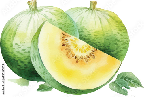 Melon watercolor illustration isolated on white transparent background.