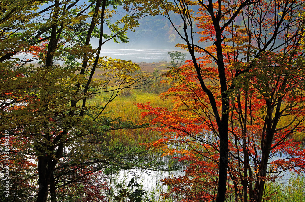 Fototapeta premium 福島県南会津郡下郷町 観音沼森林公園の秋