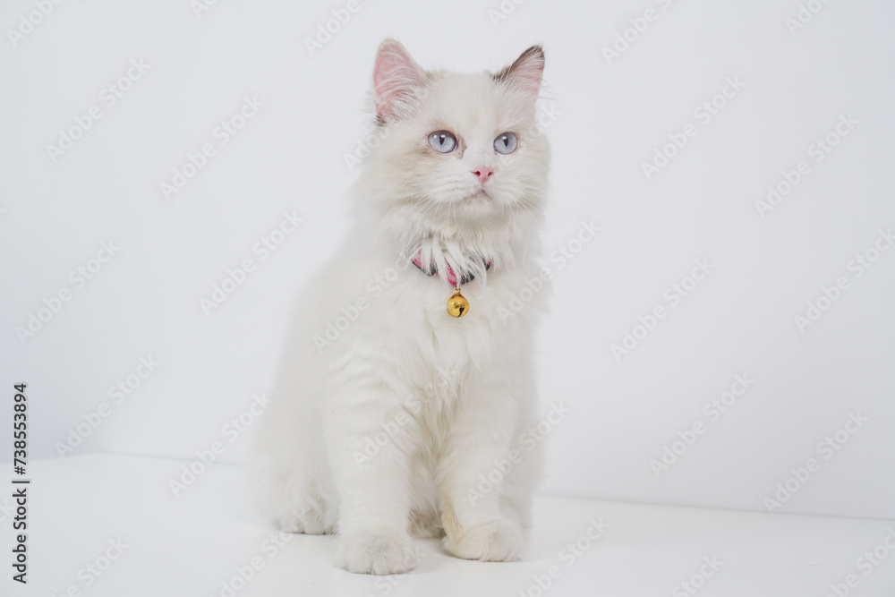 Studio portrait of a sitting ragdoll cat looking forward against a white background