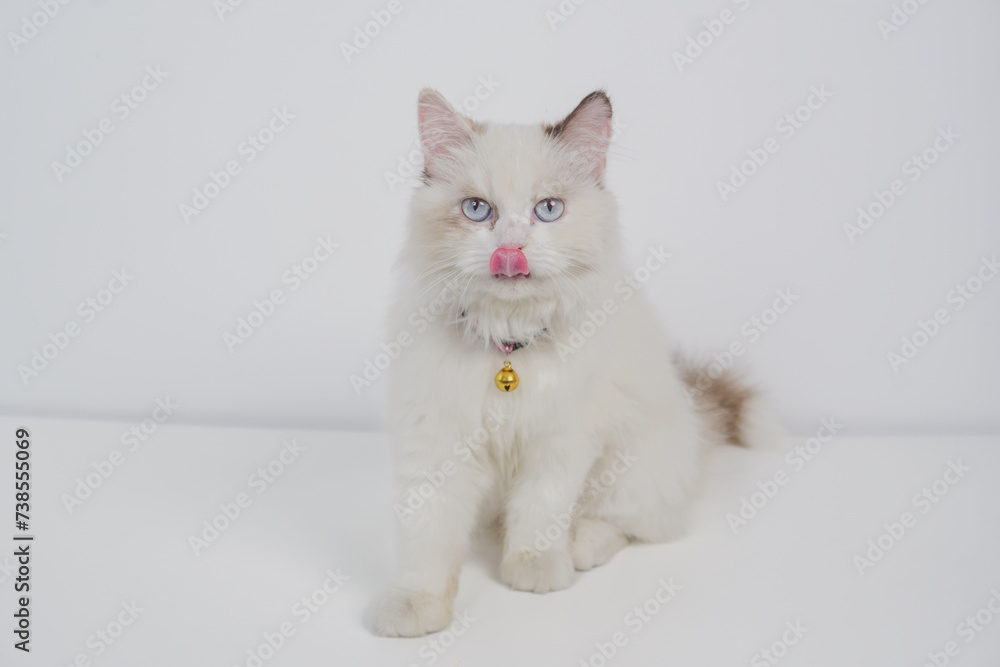 Studio portrait of a ragdoll cat licking her nose, sitting against a white background