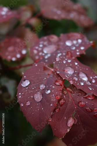 Close-up of “Leatherleaf” Mahonia aquifolium bush with red leaves covered by raindrops on early springtime photo