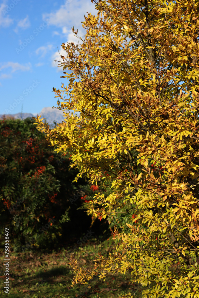 Pomegranate tree with yellow leaves against ble sky in autumn. Punica granatum