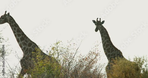 Giraffe in Khutse Game Reserve, Botswana, bush in the dry season photo