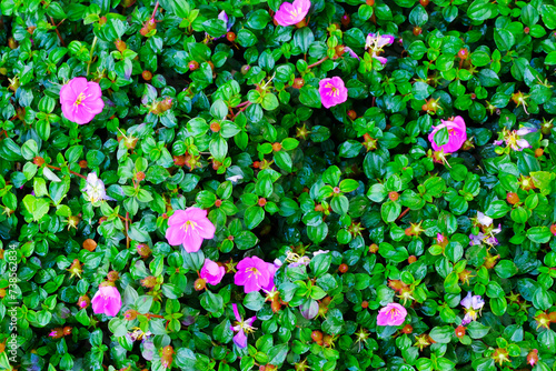 Pink flowers on the green leaves background. Top view, flat lay.