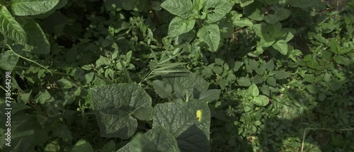 A yellow butterfly circling in a green garden, aerial view, cinematic wide slow-motion video