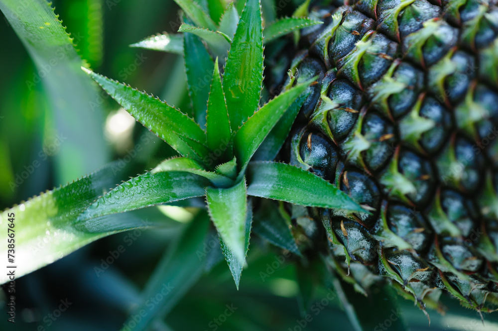 Pineapple grow on tree in garden Pineapple grow on tree in garden