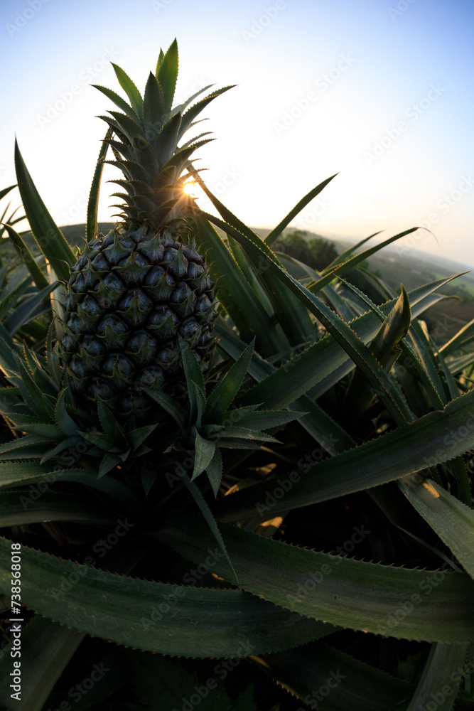 Fototapeta premium Pineapple grow on tree in garden