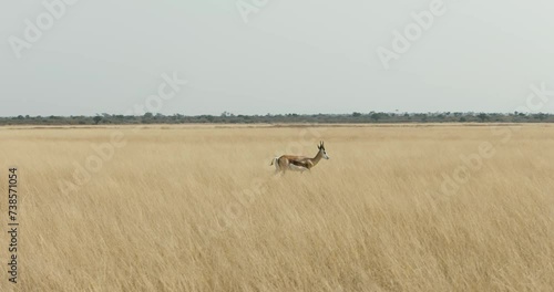 springbok antelopes in Khutse Game Reserve, Botswana, bush in the dry season