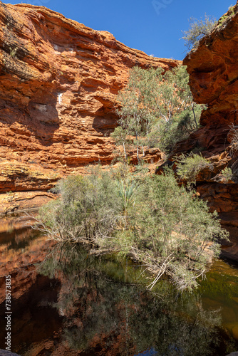 Картината върху платно Australia - Australian outback and desert with flowers during spring season