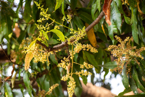 Close up of Mango flowers in a farm, A branch of inflorescence mango flowers