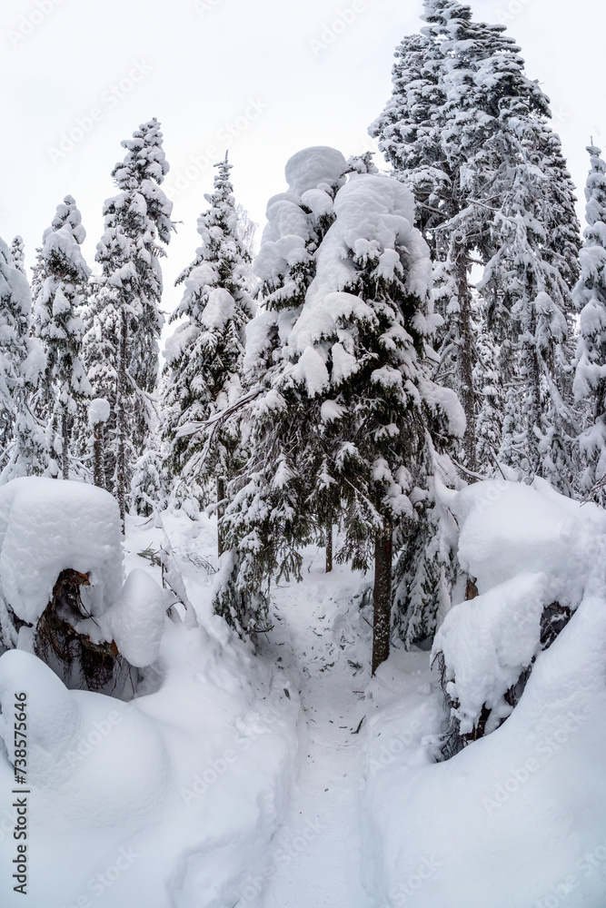 Long trail through snowdrifts in a snowy forest. Long trail through snowdrifts in a snowy forest.