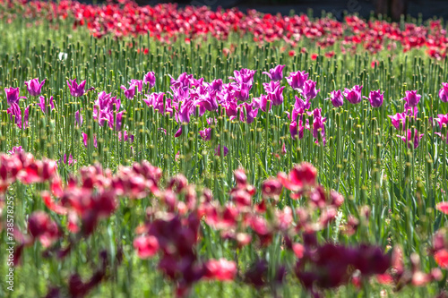 View of the tulip flowers in the park