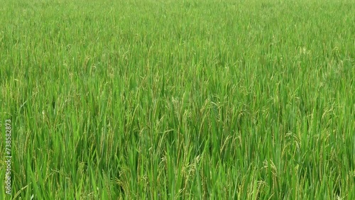 green and young rice paddy field in the wind