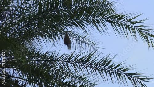 One weaver bird nest hanging on a date tree against the blue sky