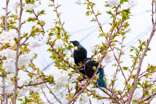 Two native Tuis in a blossom tree in spring
