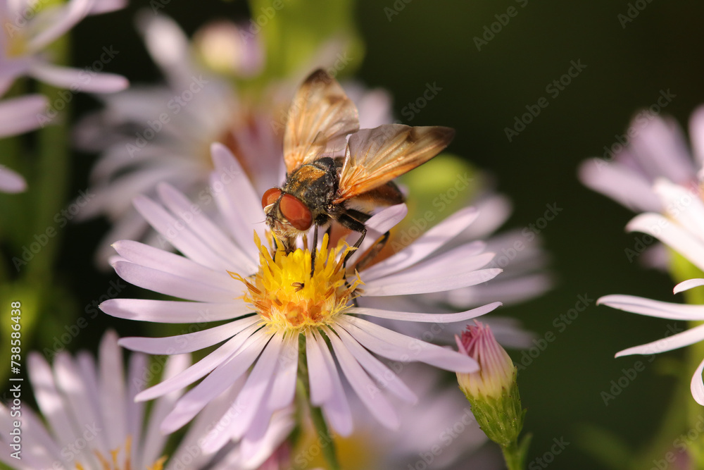 Phasia aurigera
Phasia aurigera on an unidentified flower or plant
Phasia aurigera
Phasia aurigera on an unidentified flower or plant