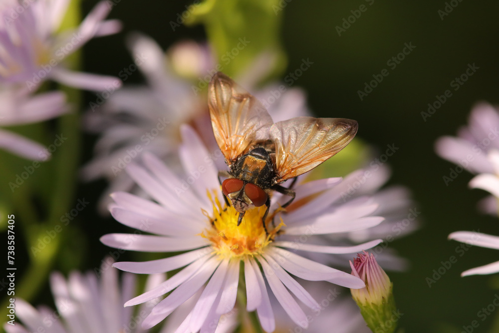 Phasia aurigera
Phasia aurigera on an unidentified flower or plant
Phasia aurigera
Phasia aurigera on an unidentified flower or plant