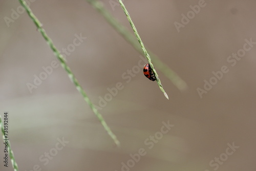 ladybugs, mating, a mating pair of ladybugs