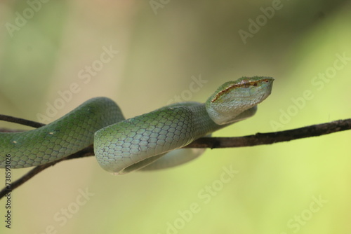 snake, viper, Tropidolaemus subannulatus, a viper Tropidolaemus subannulatus on a small wooden branch 