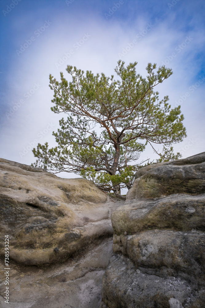 Kiefer auf einem Gipfel im Elbsandsteingebirge 4 Kiefer auf einem Gipfel im Elbsandsteingebirge 4