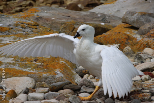 Male Kelp Goose (Chloephaga hybrida malvinarum), West Point Island, Falkland Islands.