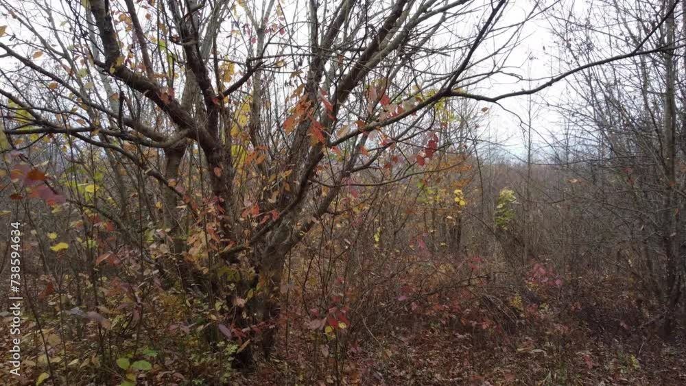 The camera flies out of the house into the autumn forest. The camera flies out of the house into the autumn forest.