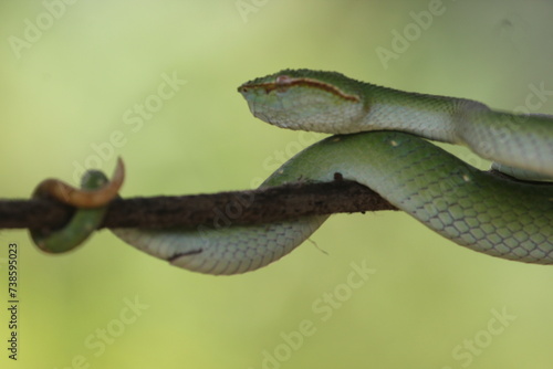 snake, viper snake, tropidolaemus subannulatus, a viper Tropidolaemus subannulatus on a small wooden branch 