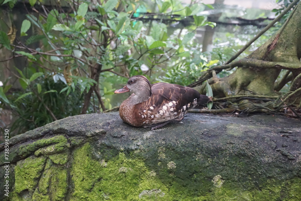 a bird a bird